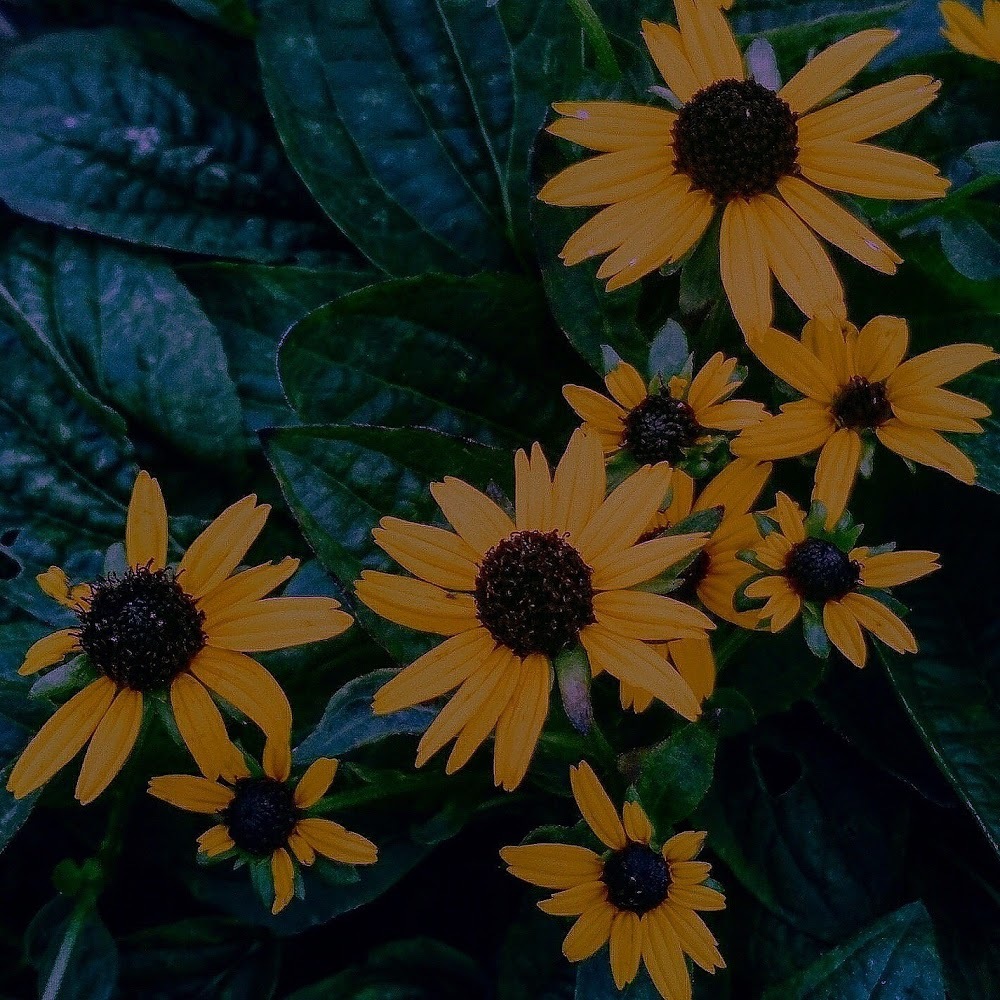 Meet your Posher, Nehemiah